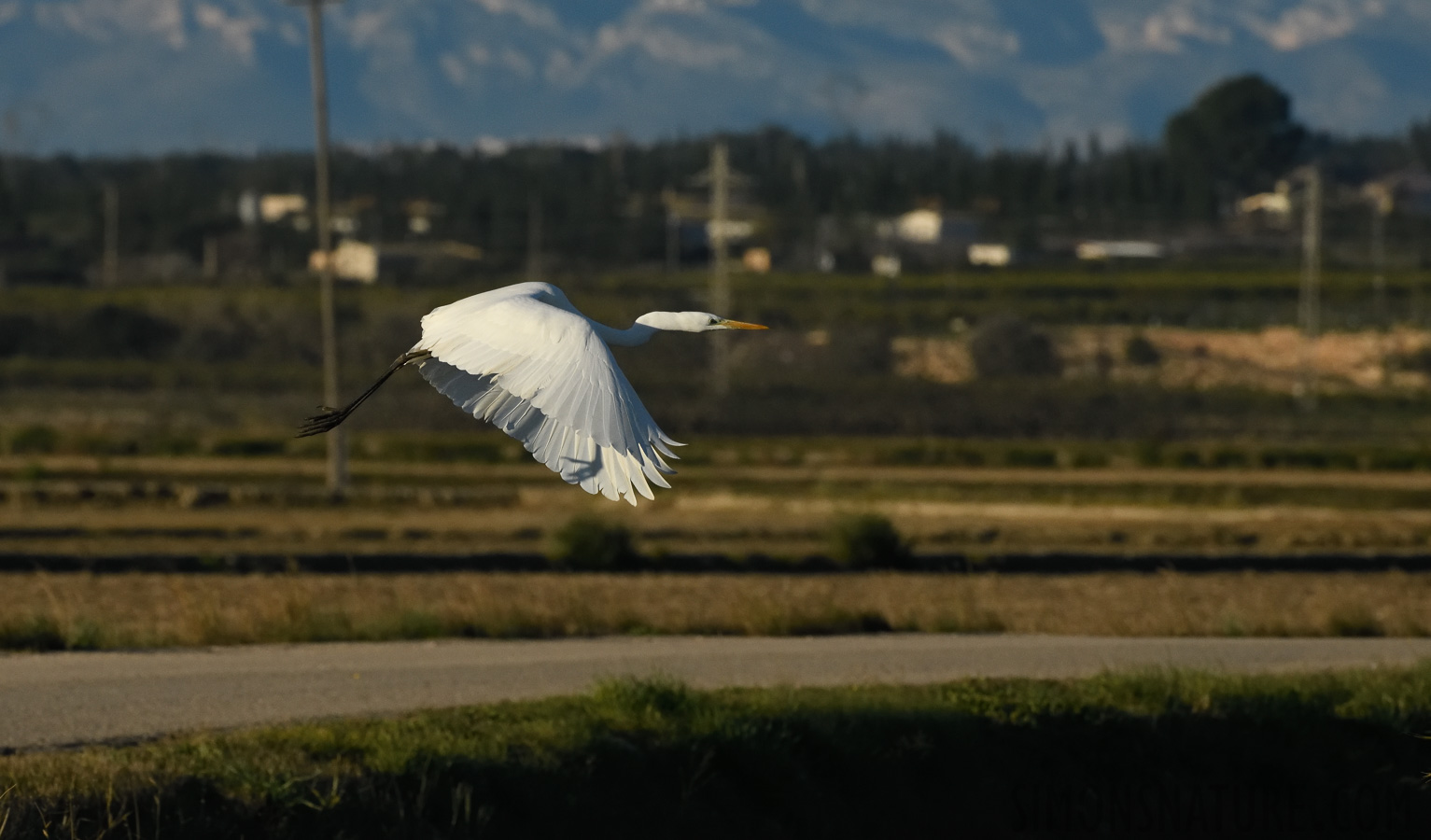 Ardea alba alba [400 mm, 1/4000 sec at f / 10, ISO 1600]